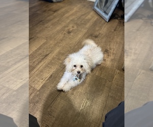 Pomeranian-Poodle (Toy) Mix Puppy for sale in SHILOH, IL, USA