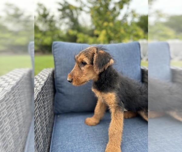 Medium Photo #13 Airedale Terrier Puppy For Sale in JOSHUA, TX, USA