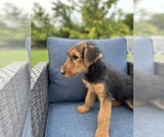 Small #12 Airedale Terrier