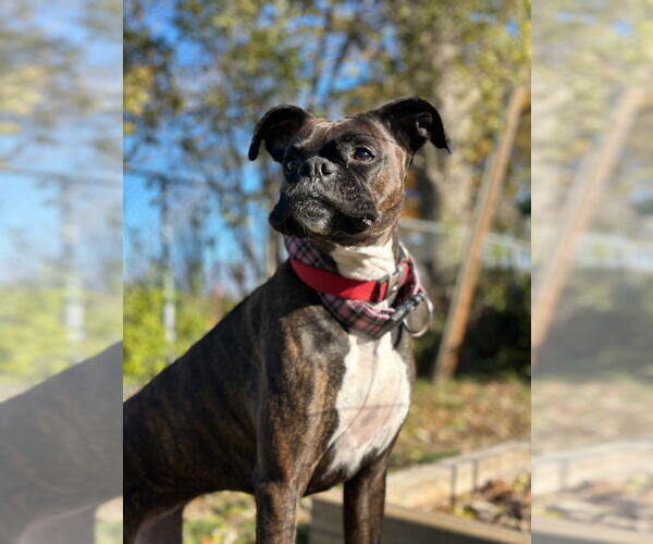 Medium Photo #2 Boxer Puppy For Sale in Brights Grove, Ontario, Canada