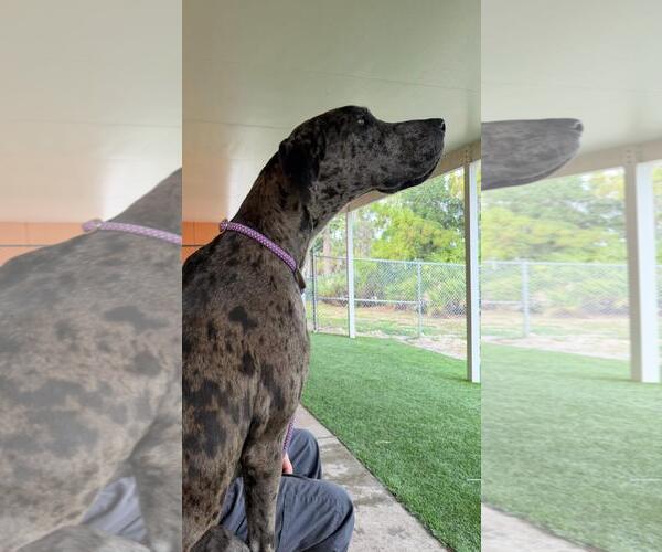Medium Photo #3 Great Dane Puppy For Sale in Palm Beach, FL, USA