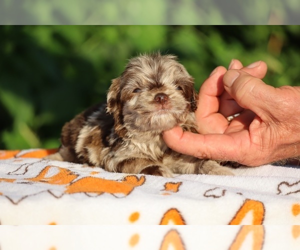 Medium Photo #15 ShihPoo Puppy For Sale in DYERSBURG, TN, USA
