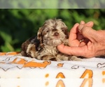 Small #14 ShihPoo