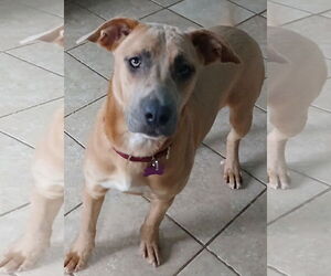 Retriever -Unknown Mix Dogs for adoption in Newfoundland, PA, USA