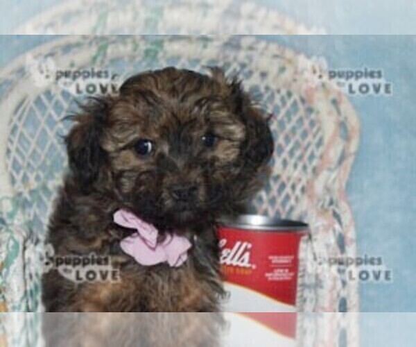 Medium Photo #4 Poodle (Toy)-Yorkshire Terrier Mix Puppy For Sale in SANGER, TX, USA