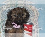 Small Photo #4 Poodle (Toy)-Yorkshire Terrier Mix Puppy For Sale in SANGER, TX, USA