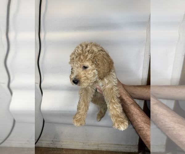 Full screen Photo #6 Goldendoodle Puppy For Sale in BRKN ARW, OK, USA