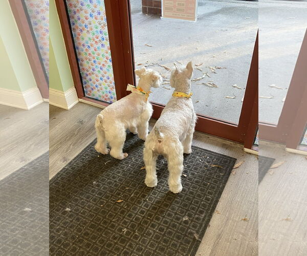 Medium Photo #3 - Mix Puppy For Sale in Lenoir, NC, USA