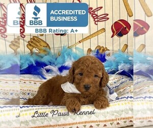 Poodle (Toy) Puppy for sale in WINNSBORO, LA, USA