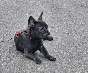French Bulldog Puppy for sale in MIAMI, FL, USA