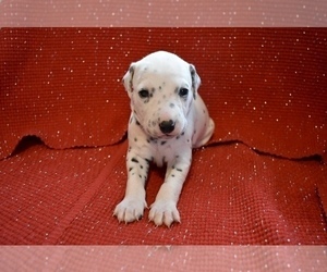 Dalmatian Puppy for sale in HUNTINGTON, AR, USA