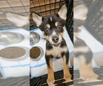 Small #4 Huskies  Mix