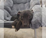 Small #4 Mutt