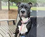 Small Staffordshire Bull Terrier Mix