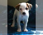 Small #10 Greyhound-Labrador Retriever Mix
