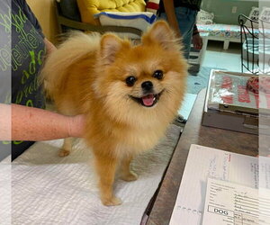 Pomeranian Dogs for adoption in Benton, LA, USA