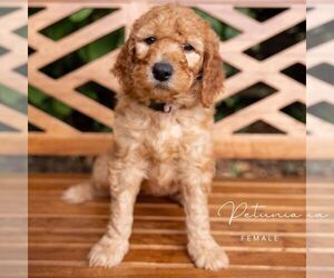 Goldendoodle Puppy for sale in LUSBY, MD, USA