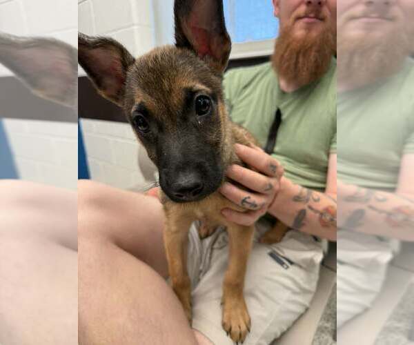 Medium Photo #8 Mutt Puppy For Sale in Imlay City, MI, USA