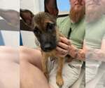 Small #7 Mutt