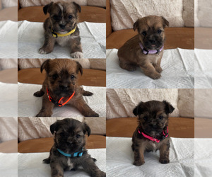 Shorkie Tzu Puppy for sale in EXETER, CA, USA