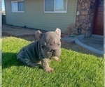 Small #12 French Bulldog