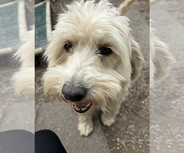 Medium Photo #2 Poodle (Miniature)-Wheaten Terrier Mix Puppy For Sale in Mukwonago, WI, USA