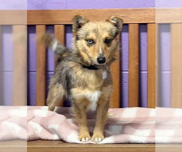 Medium Photo #1 Mutt Puppy For Sale in Genesee, WI, USA