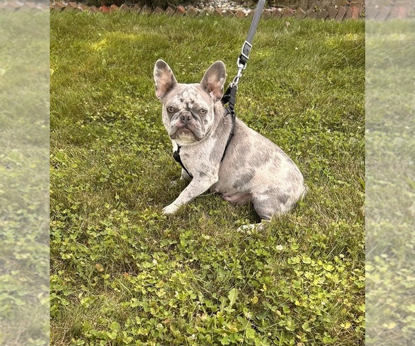 Medium Photo #1 French Bulldog Puppy For Sale in MIDDLEBURY, IN, USA