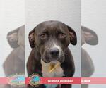 Small Labrador Retriever Mix
