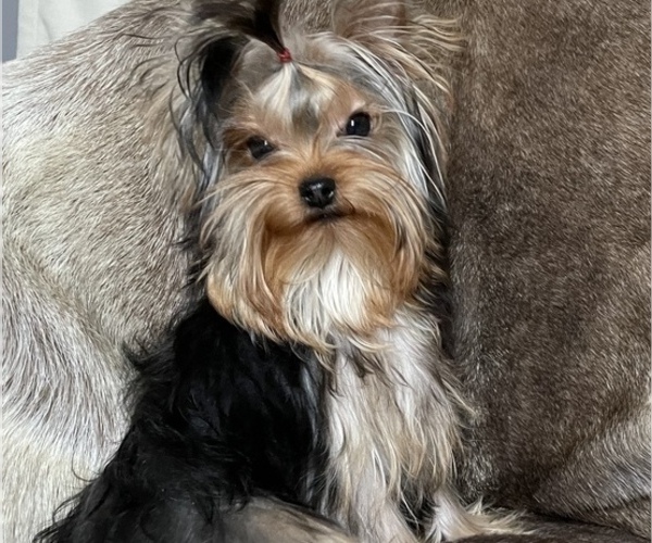Medium Photo #1 Yorkshire Terrier Puppy For Sale in ROANOKE, VA, USA