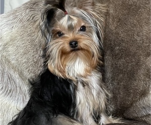 Yorkshire Terrier Puppy for sale in ROANOKE, VA, USA