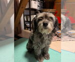 Small #1 Mutt