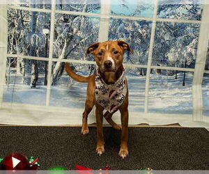 Labrador Retriever-Unknown Mix Dogs for adoption in Sanford, FL, USA