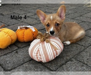 Pembroke Welsh Corgi Puppy for sale in GUTHRIE, KY, USA