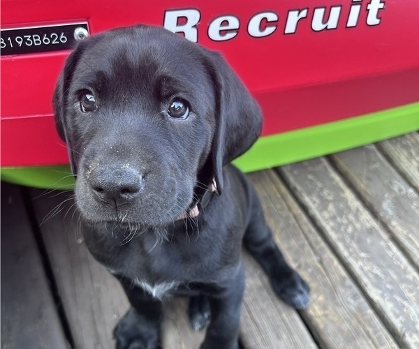 Medium Photo #10 German Shorthaired Lab Puppy For Sale in TACOMA, WA, USA
