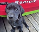 Small Photo #20 German Shorthaired Lab Puppy For Sale in TACOMA, WA, USA
