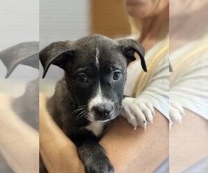 Prince Hans - Male Labrador Retriever-Unknown Mix Dog for Adoption - Photo #2