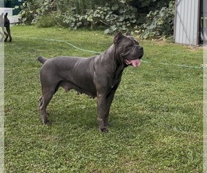 Mother of the Cane Corso puppies born on 01/02/2026