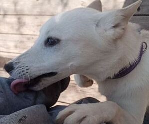 Alaskan Husky-Wire Fox Terrier Mix Dogs for adoption in BATAVIA, NY, USA