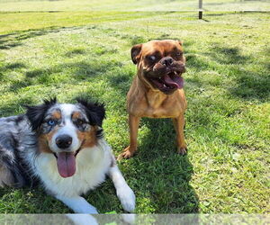 Dolly - Female Bulldog-Unknown Mix Dog for Adoption - Photo #2
