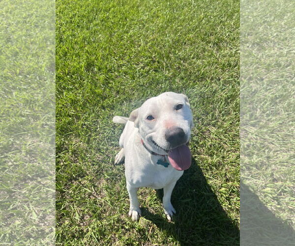 Medium Photo #28 Labrador Retriever Puppy For Sale in Rosenberg, TX, USA