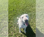 Small #27 Labrador Retriever