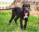 Puppy Pierre Great Dane