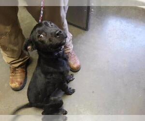 FREELY - Male Labrador Retriever Dog for Adoption - Photo #3