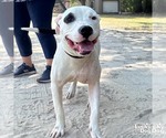 Small #3 American Pit Bull Terrier Mix