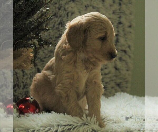 Medium Photo #7 Goldendoodle-Poodle (Miniature) Mix Puppy For Sale in KINZERS, PA, USA