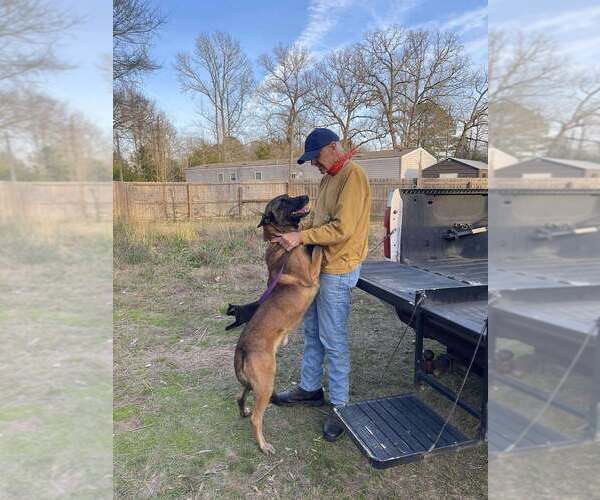 Medium Photo #9 Mutt Puppy For Sale in Imlay City, MI, USA