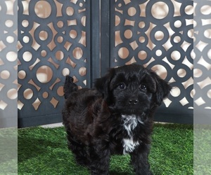 Yorkiepoo mix (+ Poodle Toy) Puppy for sale in MOUNT VERNON, OH, USA