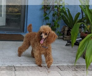 Poodle (Toy) Puppy for sale in ZEPHYRHILLS, FL, USA