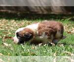 Small #1 Saint Bernard